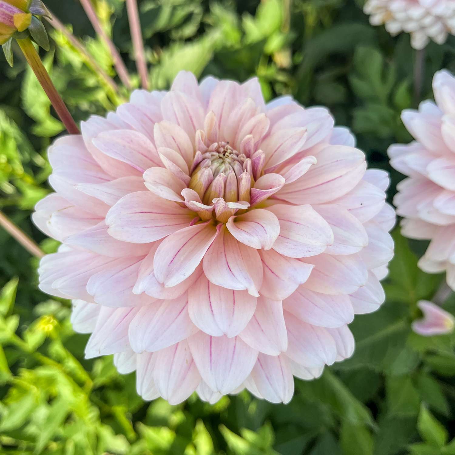 Dahlie ‘Glossy Olivia’
